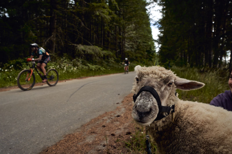 bcbr2025-sheep1-deniz-merdano bcbr2025-sheep1-deniz-merdano