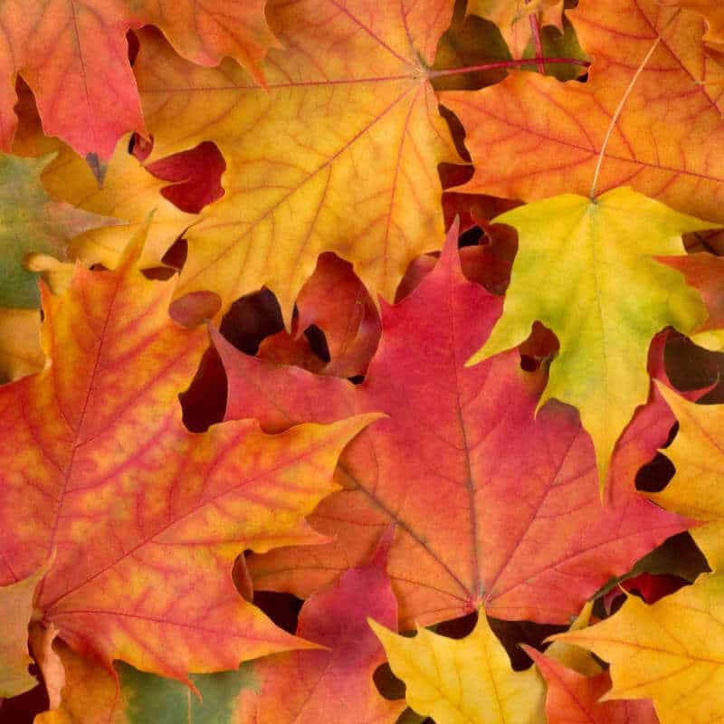 Red and yellow maple leaves